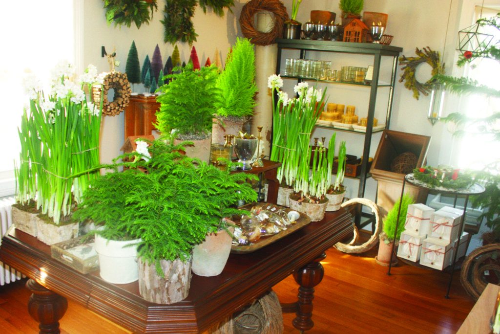 642botanalogica