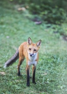 636arlingtonfox