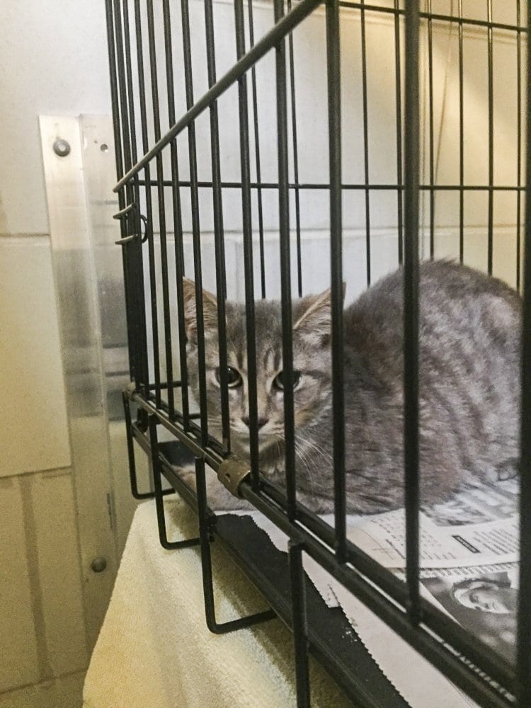 One of the 82 cats seized at a Falls Church home on Saturday, Sept. 17. (Photo: Courtesy of the Fairfax County Police Department)