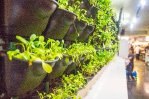 Live herbs line the walls of Greenhouse Bistro. (Photo: Jody Fellows)