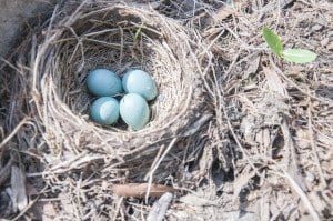 611easternbluebirdeggs
