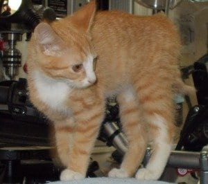 Sunny at about 5 months old. He went missing on Saturday, Nov. 29, at around 4 p.m.