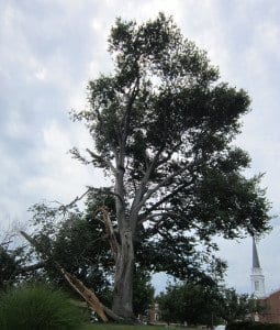 421tree