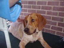 002CrtterCornerDog