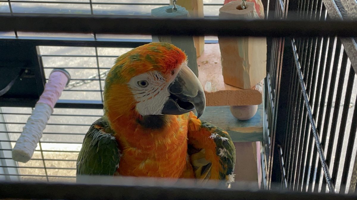 Local Pet Shops Have Lots to Offer to Bird Owners and Their Feathery